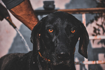 black labrador retriever