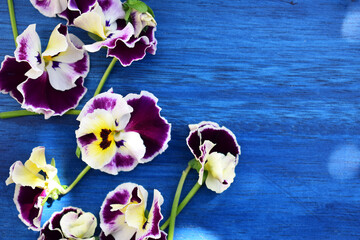 青い背景のビオラ