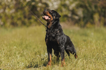 rottweiler dog animal portrait
