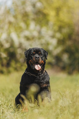 rottweiler dog animal portrait
