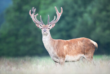 Red deer stag with starling on velvet antlers in summer