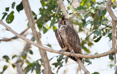 Great horned owl perched in a tree