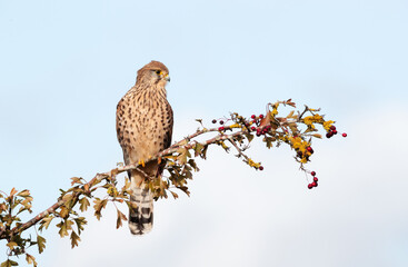 Common kestrel perched on a tree branch with red berries