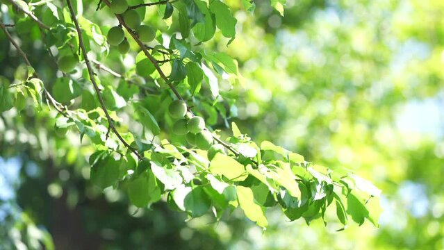 風に揺れる梅