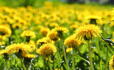 Green field with yellow dandelions. Beautiful yellow dandelion flowers in nature in warm summer or spring on a meadow in sunlight, macro. A dreamy artistic image of the beauty of nature. Soft focus.