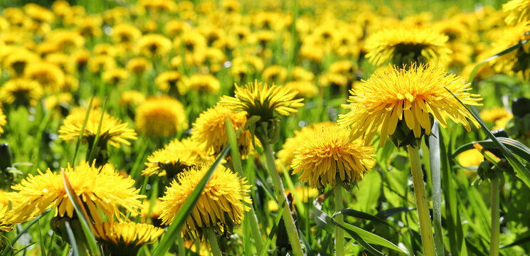 Green field with yellow dandelions. Beautiful yellow dandelion flowers in nature in warm summer or spring on a meadow in sunlight, macro. A dreamy artistic image of the beauty of nature. Soft focus.