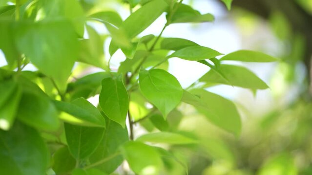 風に揺れる柿の葉
