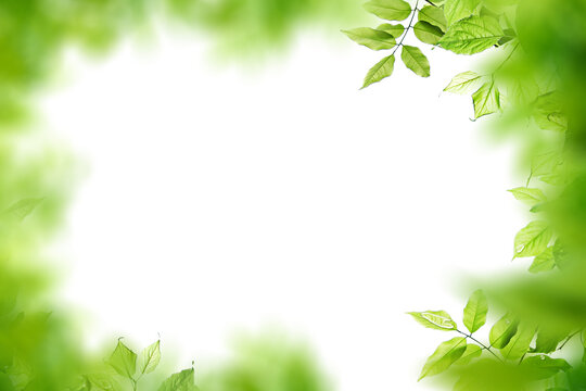 Green leaves leaves with Isolate Leaves on transparent background PNG file and Leaves background frame
