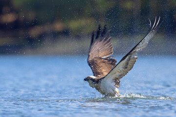 Rybołów (Pandion haliaetus) © Grzegorz
