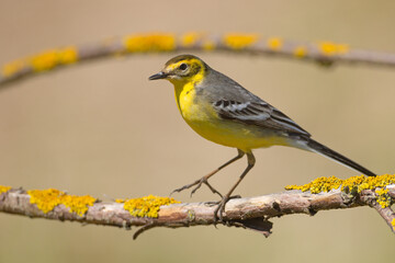 Pliszka cytrynowa (Motacilla citreola)