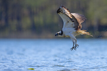 Rybołów (Pandion haliaetus) © Grzegorz