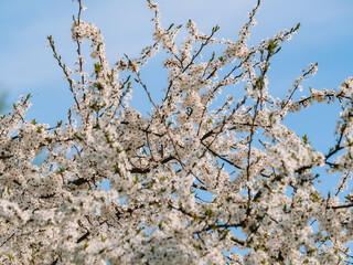Flowering shrub, tree with white flowers. Spring, plum blossoms. Close-up of flowers and blurred background.