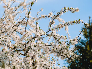 Flowering shrub, tree with white flowers. Spring, plum blossoms. Close-up of flowers and blurred background.