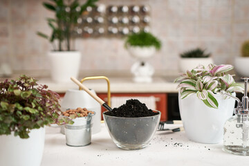 soil prepararation for tradescantia pink clone plant replanting