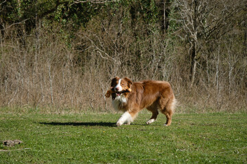 Concept of pets on walk in park. Charming active and energetic thoroughbred dog on lawn having fun. Brown Australian Shepherd dog runs on green grass in field and plays with toy.