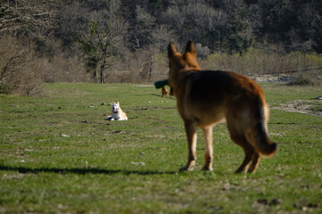 White red mix breed dog lies in green grass in field. The second dog, German Shepherd with toys in...