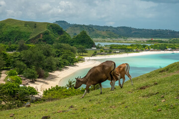 Water buffalos freely roaming the hills of the Mandalika coastal resort area, Central Lombok Regency, West Nusa Tenggara, Indonesia.