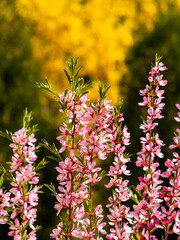 Flowering shrub, tree with pink flowers. Low almond blossoms in spring. Close-up of flowers and blurred background.