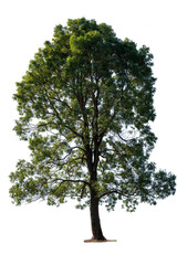 Obraz premium tree isolated with white background