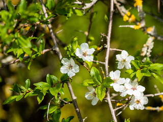 Flowering shrub, tree with white flowers. Spring, alicha blooms. Flower with white petals, wooden buds. Close-up of flowers and blurred background.