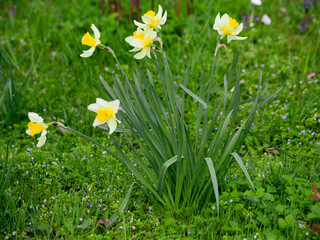 Spring, green grass, blooming daffodils. A flower with yellow petals. Close-up of flowers and blurred background.