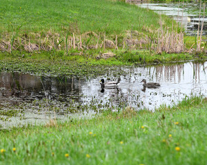 Male and female mallard ducks swimming in a small stream. Upstate New York.