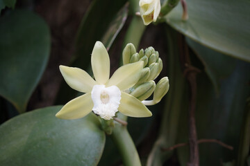The Vanilla flower on plantation in agriculture in tropical climate.