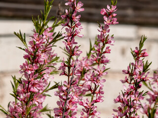 Flowering shrub, tree with pink flowers. Low almond blossoms in spring. Close-up of flowers and blurred background.