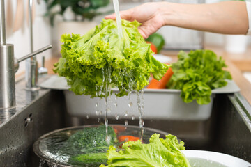 Close up hydroponic green oak lettuce, asian young woman washing fresh vegetables with splash water in basin of water on sink in kitchen, preparing fresh salad, cooking meal. Healthy food people. - obrazy, fototapety, plakaty