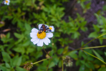 wasp moth (amata huebneri) on a blooming chamomile flower