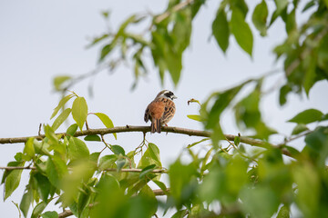 木にとまるホオジロ