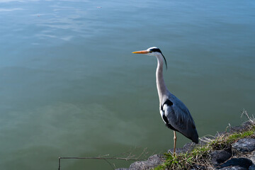 水辺で佇むアオサギ