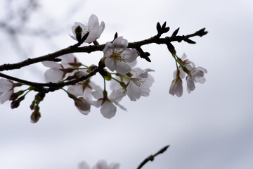 風に吹かれる桜