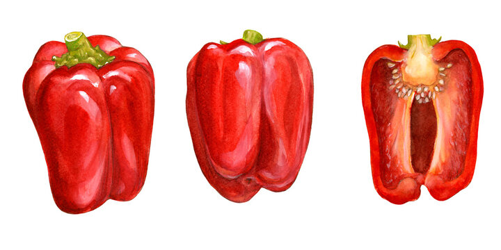 A watercolor illustration of a red bell pepper and its cross section image