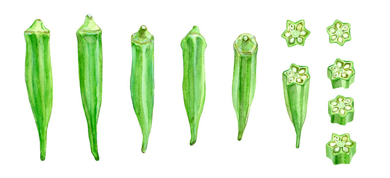 A watercolor illustration of okras and its slices