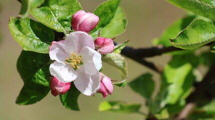 Kwiat jabłoni - obrazy, fototapety, plakaty