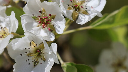 tree blossom