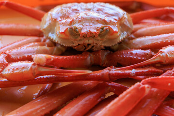 新潟県の糸魚川市で獲れた美味しそうなベニズワイガニ