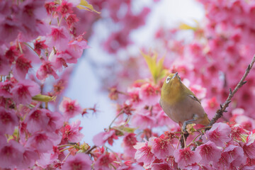 河津桜と目白