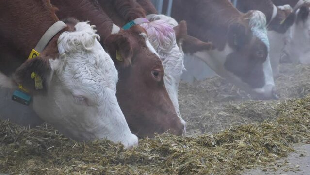 This stock video shows Simmental cows on a livestock farm. This video will decorate your projects related to animal husbandry, dairy farms, Simmental breed of cows.