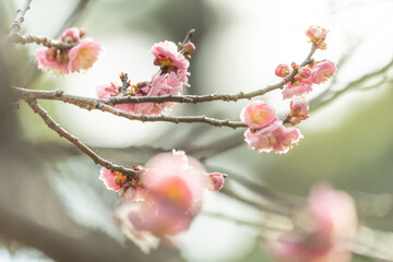 梅の花