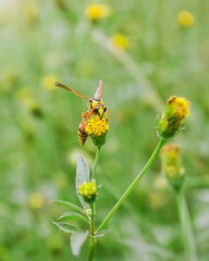 bee on yellow flower