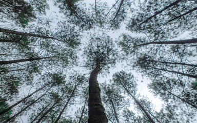 Low angle view of pine trees
