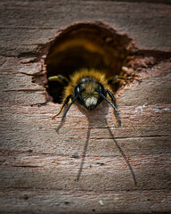 Biene im Insektenhotel