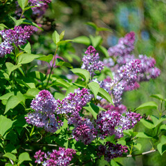 Lilac branch on a blurred picturesque background.