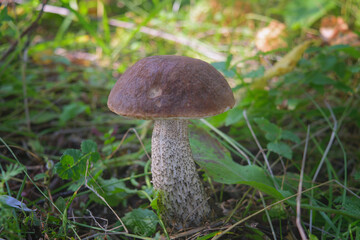 Beautiful boletus edulis mushroom banner in amazing green moss. Old magic forest mushrooms background. White mushroom in sunny day.