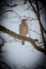 Thrush