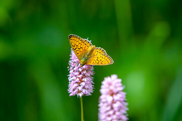 orange butterfly on pink flower - 600133094