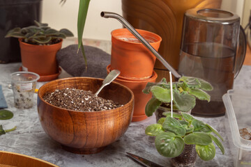 Preparing to transplant a violet bush into a flower pot. Close-up