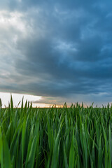 a storm and a beautiful sunset in a field with sprouted wheat